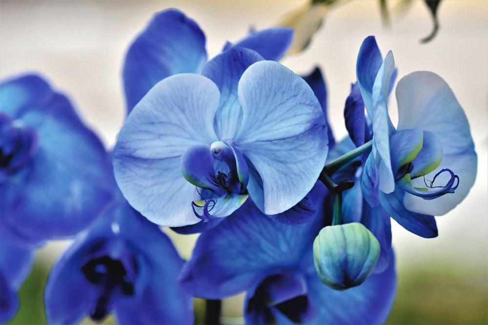 Blogumuzda mavi orkideler hakkında detaylı bilgiler bulabilirsiniz. Bu eşsiz çiçeğin anlamı ve bakımıyla ilgili ipuçları için ziyaret edin!