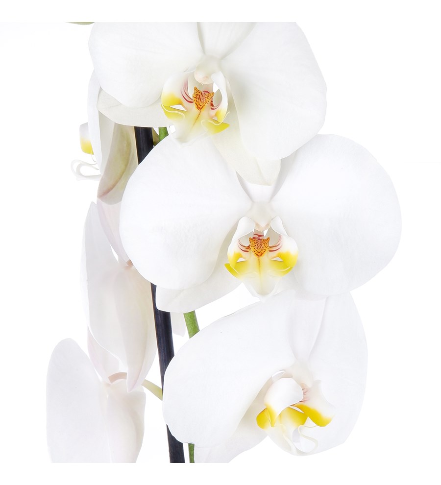 Beyaz Orkide Aranjmanı - Phalaenopsis Tek Dal