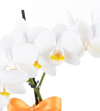 Saksıda Orkide Beyaz Aranjman Multi Midi - Phalaenopsis Tek Dallı