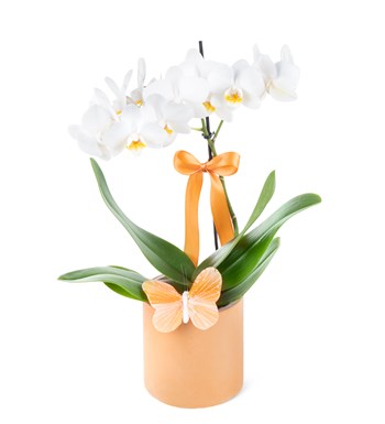 Saksıda Orkide Beyaz Aranjman Multi Midi - Phalaenopsis Tek Dallı