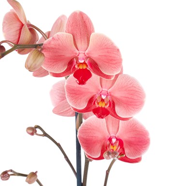 Orkide Aranjmanı Gül Kurusu - Tek Dal