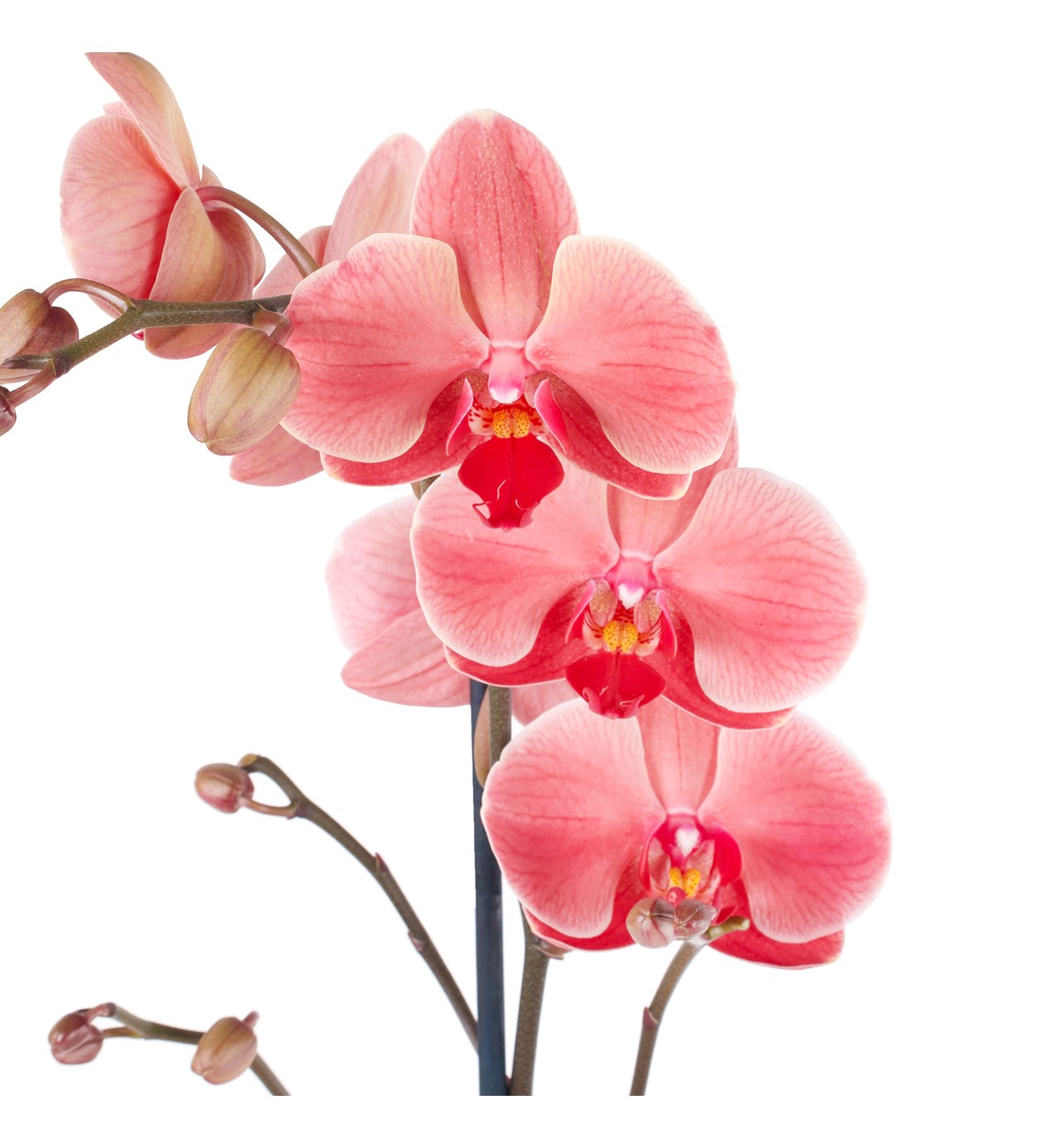 Orkide Aranjmanı Gül Kurusu - Tek Dal