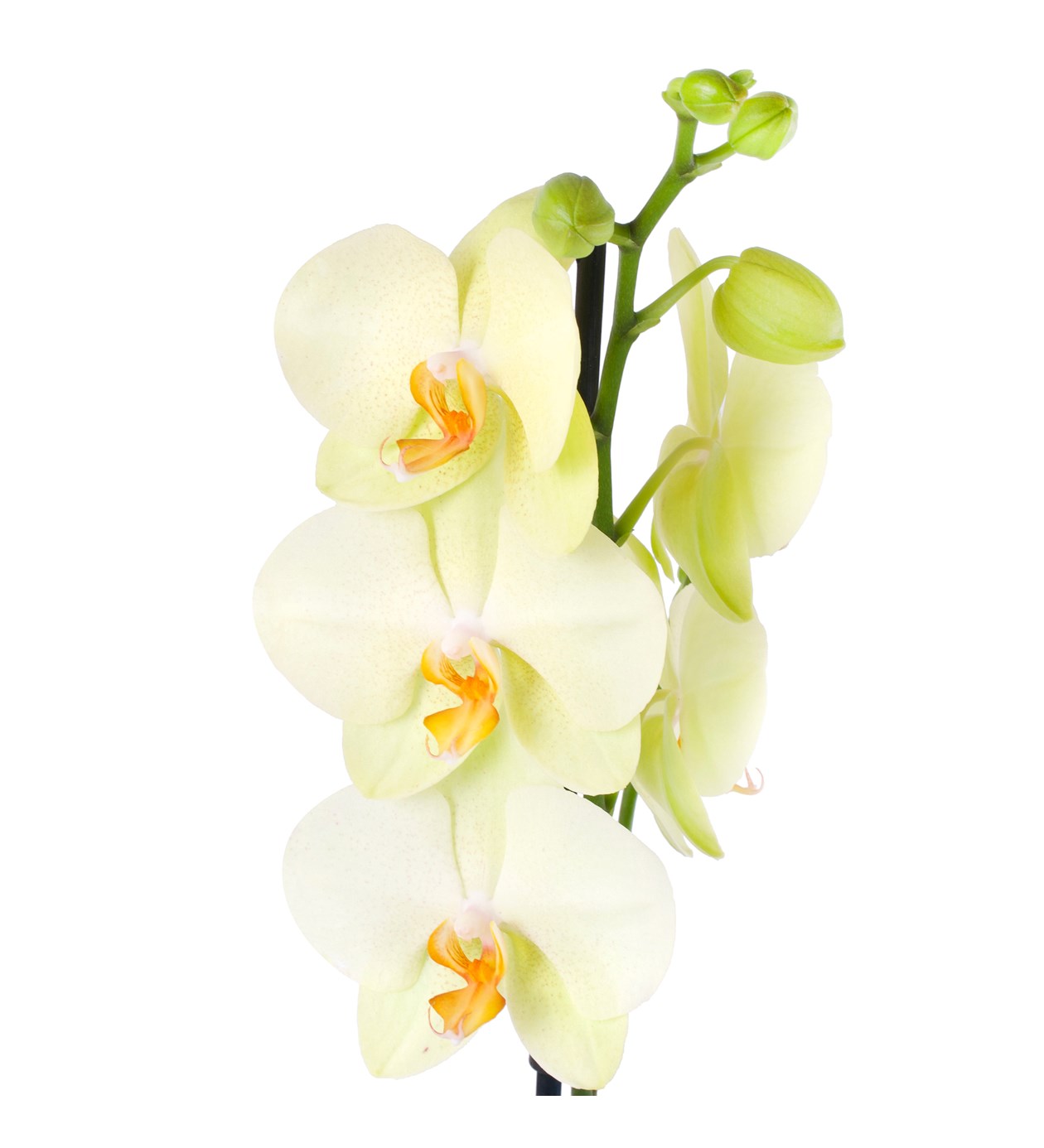 Sarı Orkide Aranjmanı - Phalaenopsis Tek Dal