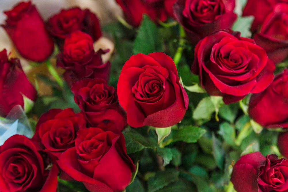 Blogumuzda sevgiliye alınabilecek çiçek önerileri sizi bekliyor! Romantik buketlerden, zarif orkide aranjmanlarına kadar çeşitli seçenekleri keşfedin.