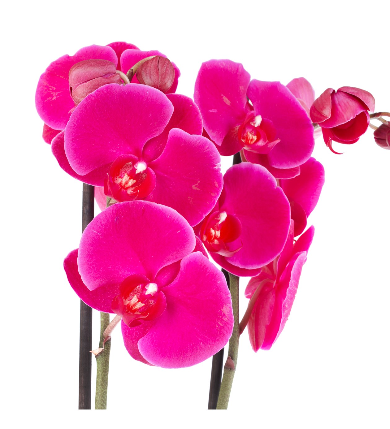 Orkide Aranjmanı Mor - Phalaenopsis İki Dallı