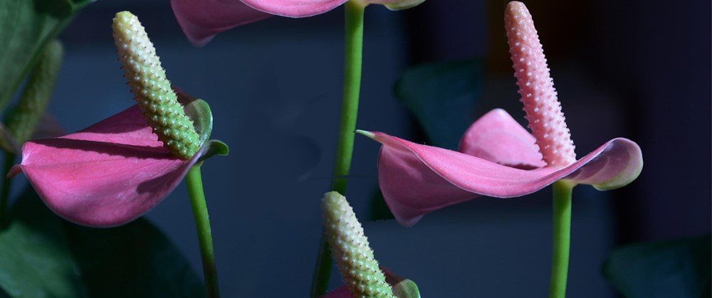 Blogumuzda antoryum çiçeği hakkında detaylı bilgiler bulabilirsiniz. Bu eşsiz çiçeğin anlamı ve bakımıyla ilgili ipuçları için ziyaret edin!
