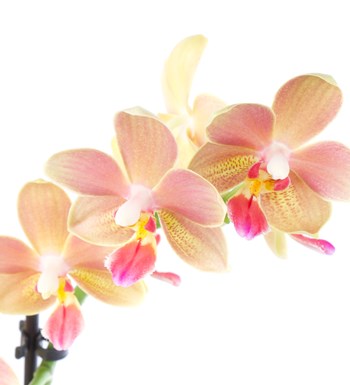 Seramikte Kokulu Orkide Aranjmanı Aromia Multi Midi - Phalaenopsis Çift Dallı