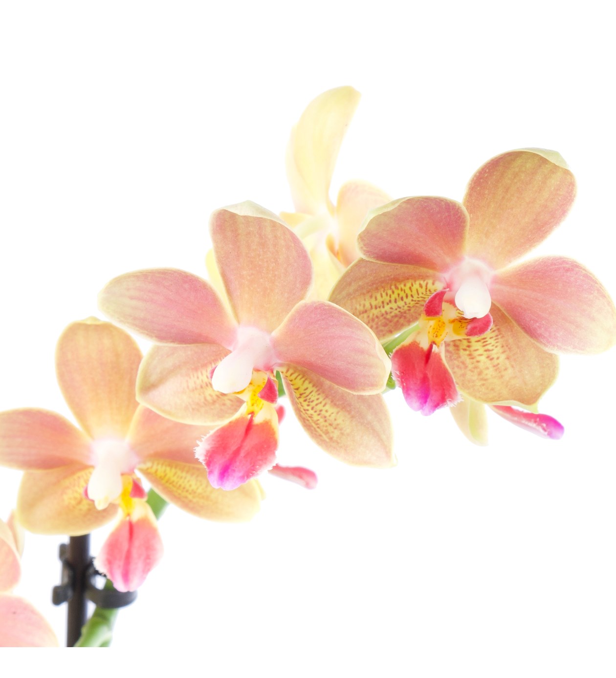 Seramikte Kokulu Orkide Aranjmanı Aromia Multi Midi - Phalaenopsis Çift Dallı