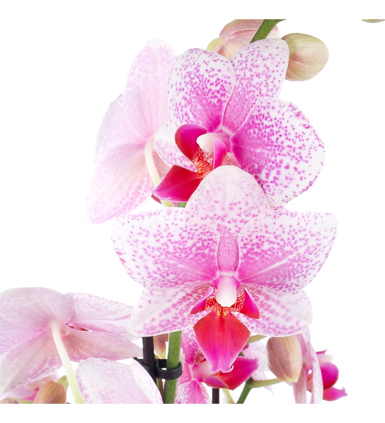 Seramikte Orkide Aranjman Benekli Multi Midi - Phalaenopsis Çift Dallı