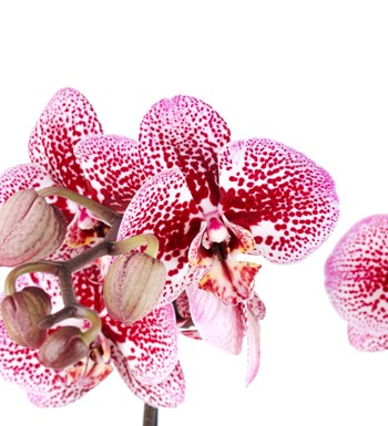 Mor Benekli Orkide Aranjmanı İki Dal