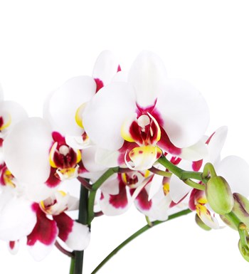 Seramikte Orkide Aranjman Benekli Multi Midi  Çift Dallı