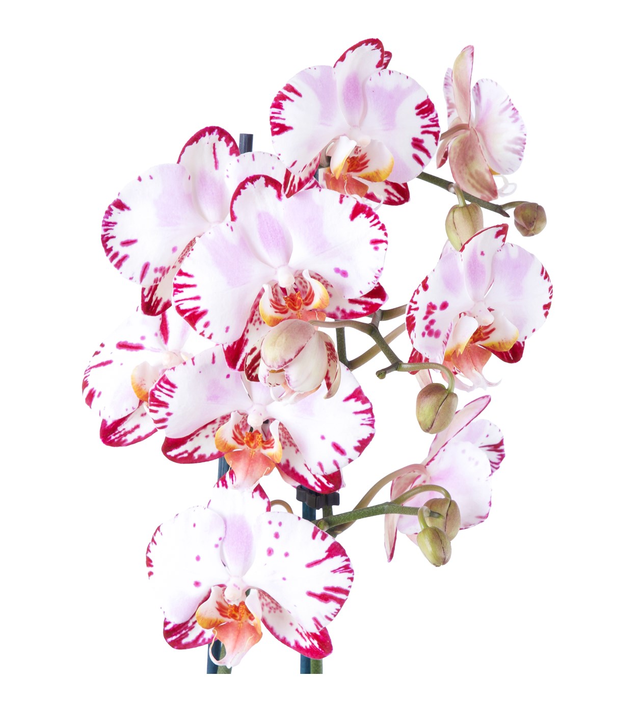 Seramikte Orkide Aranjmanı Fuşya Benekli - Phalaenopsis Çift Dallı