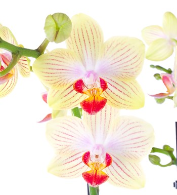 Orkide Aranjmanı Sarı Kırçıllı Multi Midi - Phalaenopsis Çift Dallı