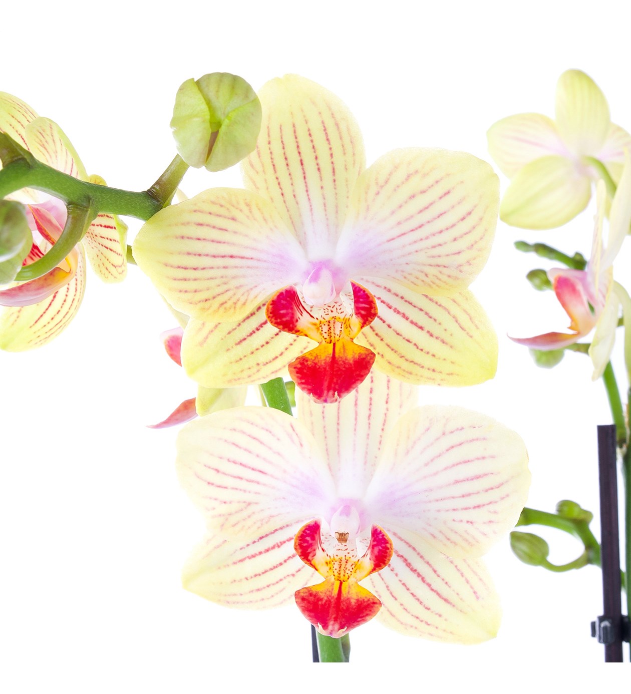 Orkide Aranjmanı Sarı Kırçıllı Multi Midi - Phalaenopsis Çift Dallı