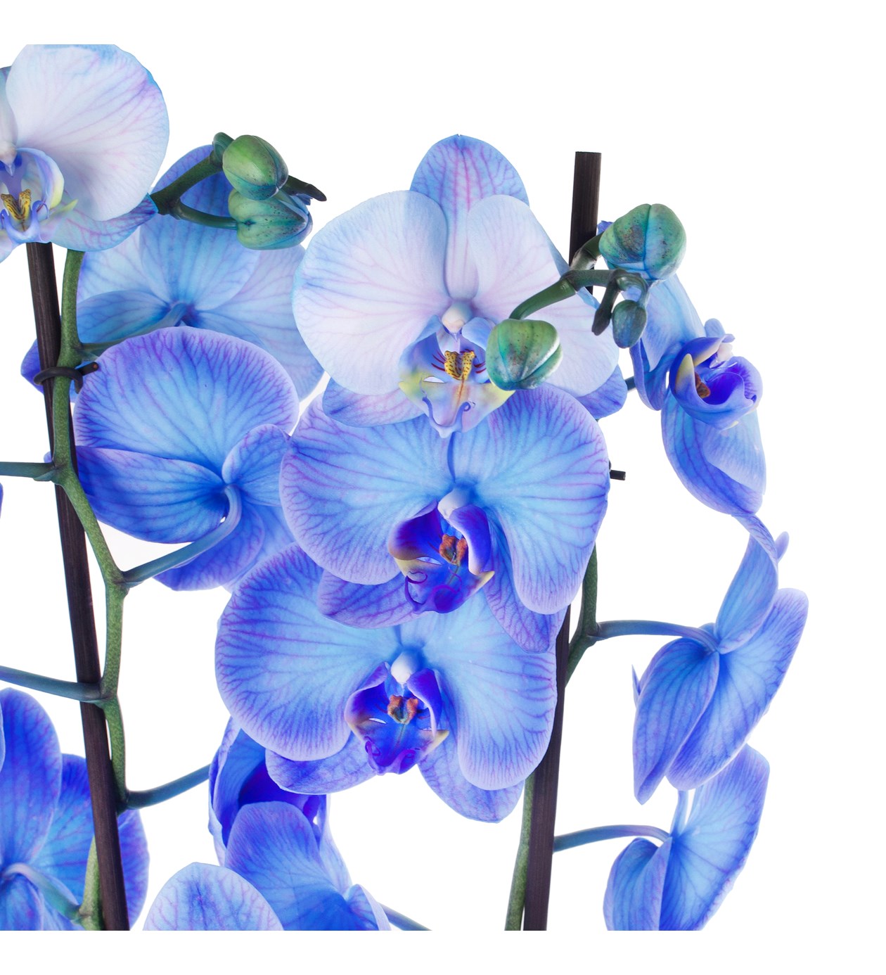 Mavi Orkide Aranjmanı 2 Dal