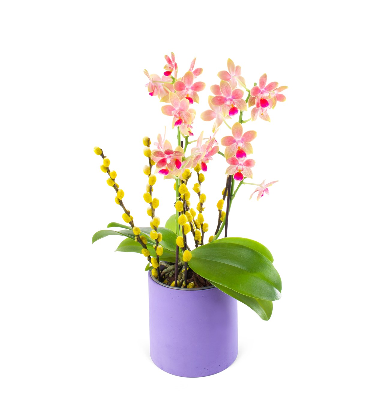 Kokulu Orkide Aranjmanı Multi Midi Perfume Aromia Yellow Pink - İki Dal