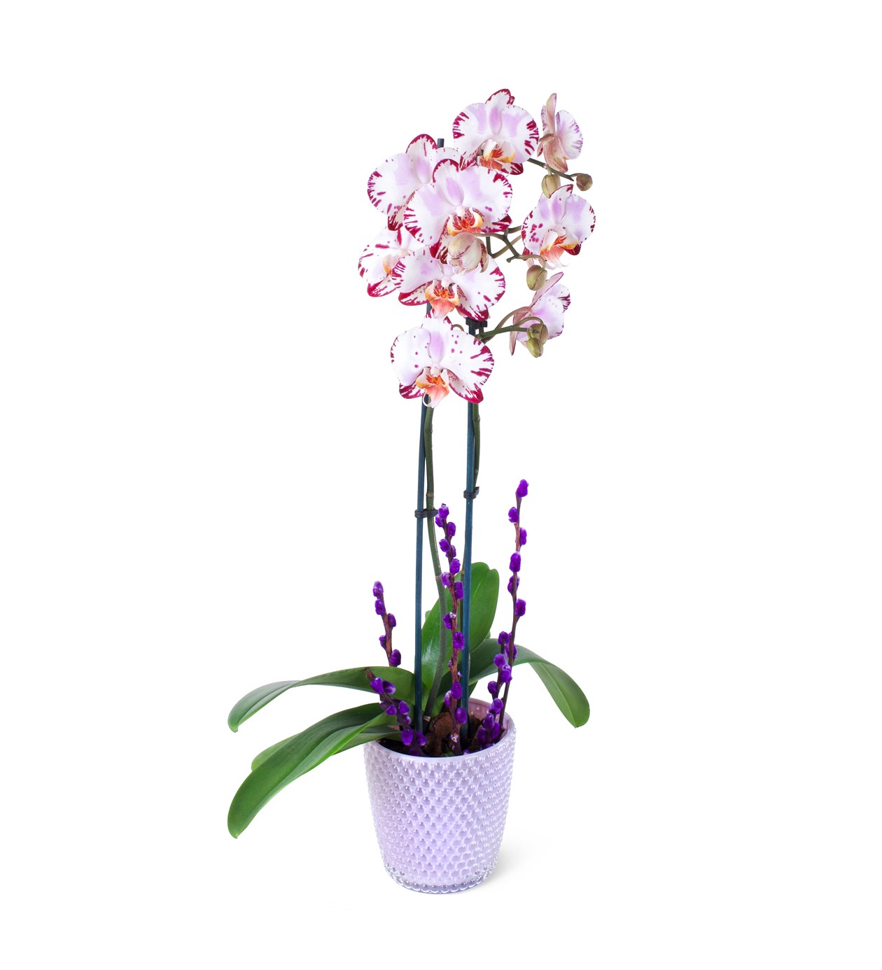Seramikte Orkide Aranjmanı Fuşya Benekli - Phalaenopsis Çift Dallı