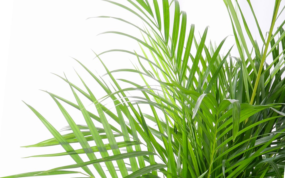 Blogumuzda salon palmiyesi hakkında detaylı bilgiler bulabilirsiniz. Bu eşsiz bitkinin anlamı ve bakımıyla ilgili ipuçları için ziyaret edin!