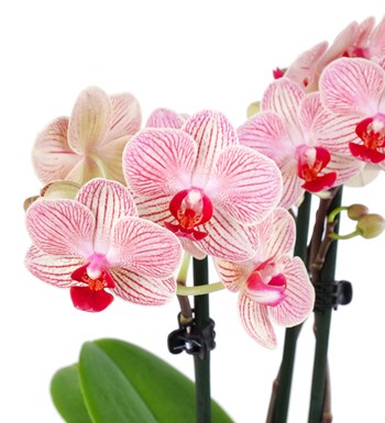 Orkide Aranjmanı Pembe Kırçıllı Multi Midi - Phalaenopsis Çift Dallı