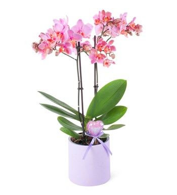 Orkide Aranjmanı Kırçıllı Pembe Multi Midi - Phalaenopsis Çift Dallı