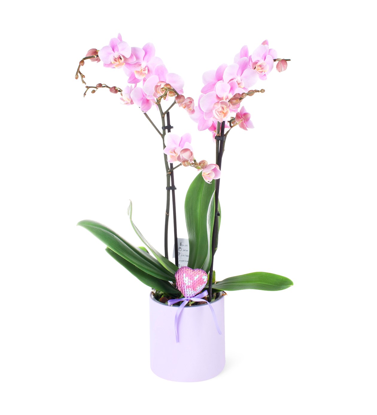 Seramikte Orkide Aranjman Pembe Multi Midi - Phalaenopsis Çift Dallı