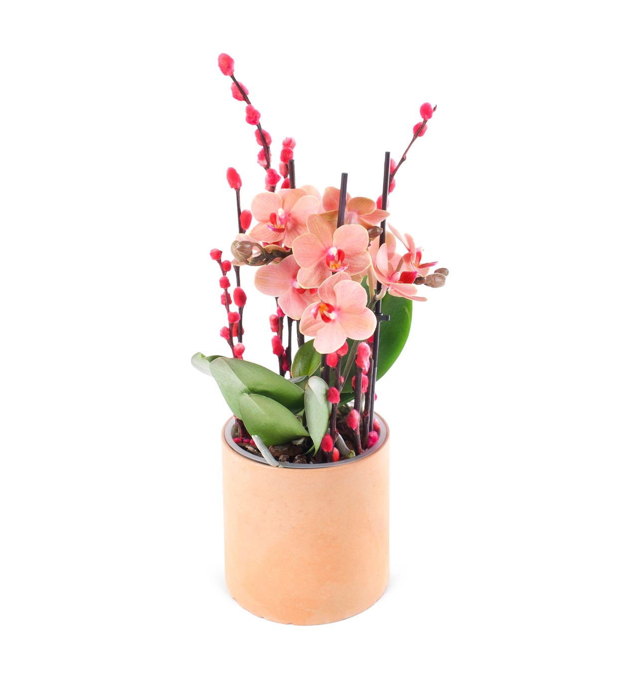 Seramikte Orkide Aranjman Turuncu Multi Midi - Phalaenopsis Çift Dallı